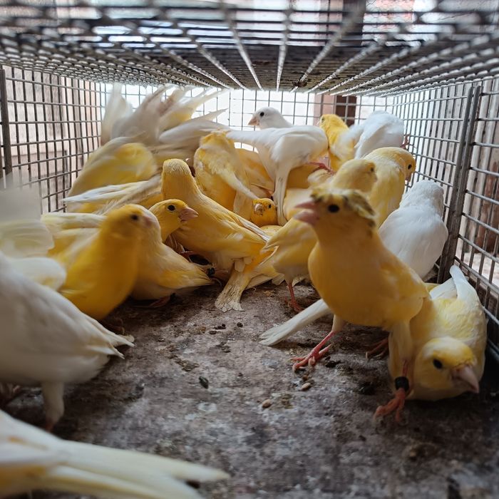 Canários de 2025 criados em viveiro