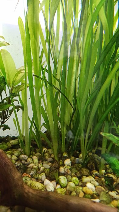 Nurzaniec (trawa akwariowa)