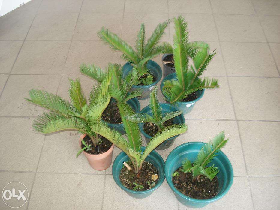 Plantas decorativas