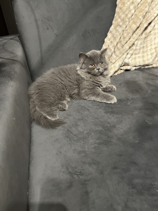 Kotka brytyjska dlugowlosa niebieska gotowa do odbioru