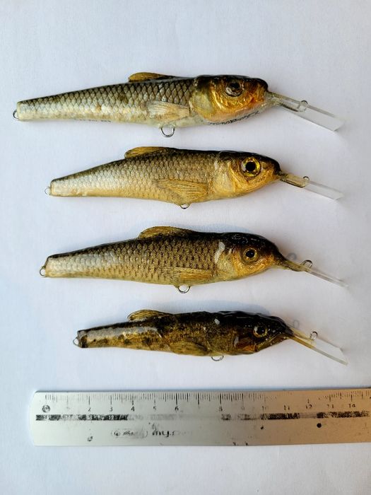 Wobler Morel Team K. Łuczkowski