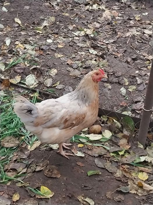 Продам гарну курочку