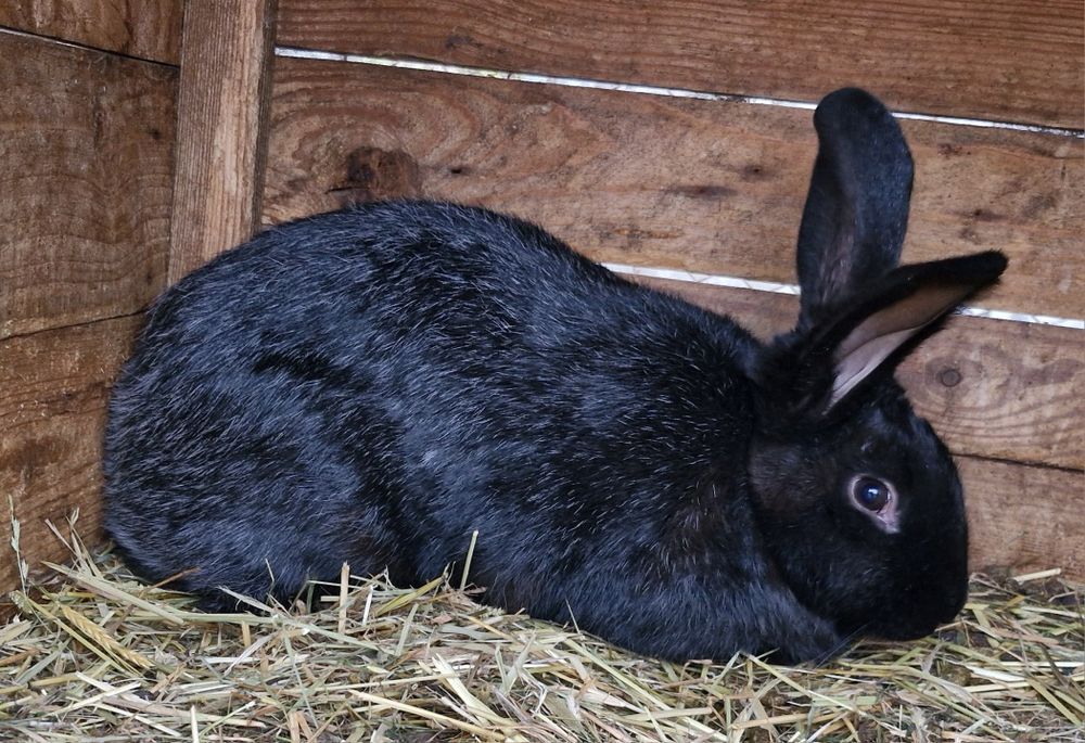 Продам кролів живою вагою