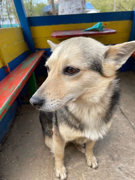 ОТДАЕМ СОБАКУ бесплатно, очень добрая