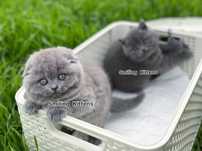 Кошенята з вушками вниз та вверх