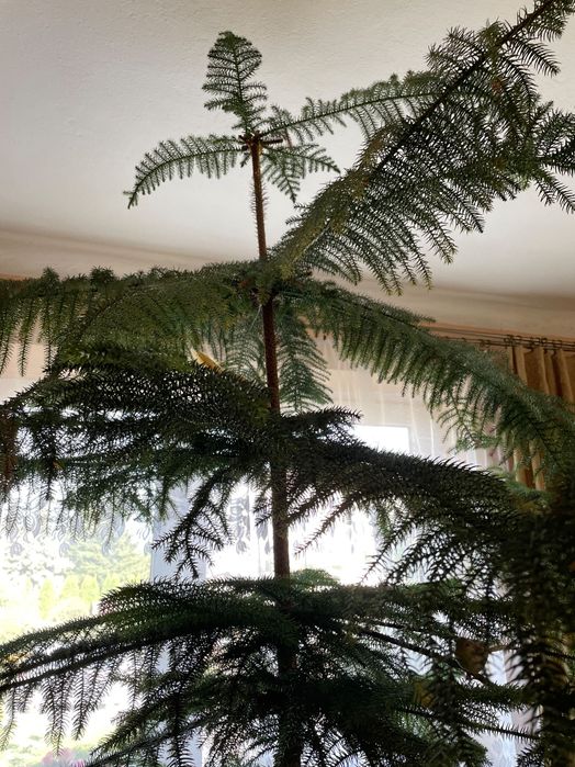 Araukaria 2,70m w doniczce