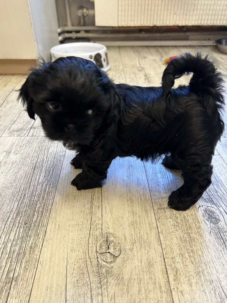 Szczeniak Shihtzu