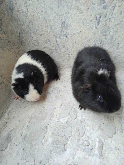 Świnki morskie  młode