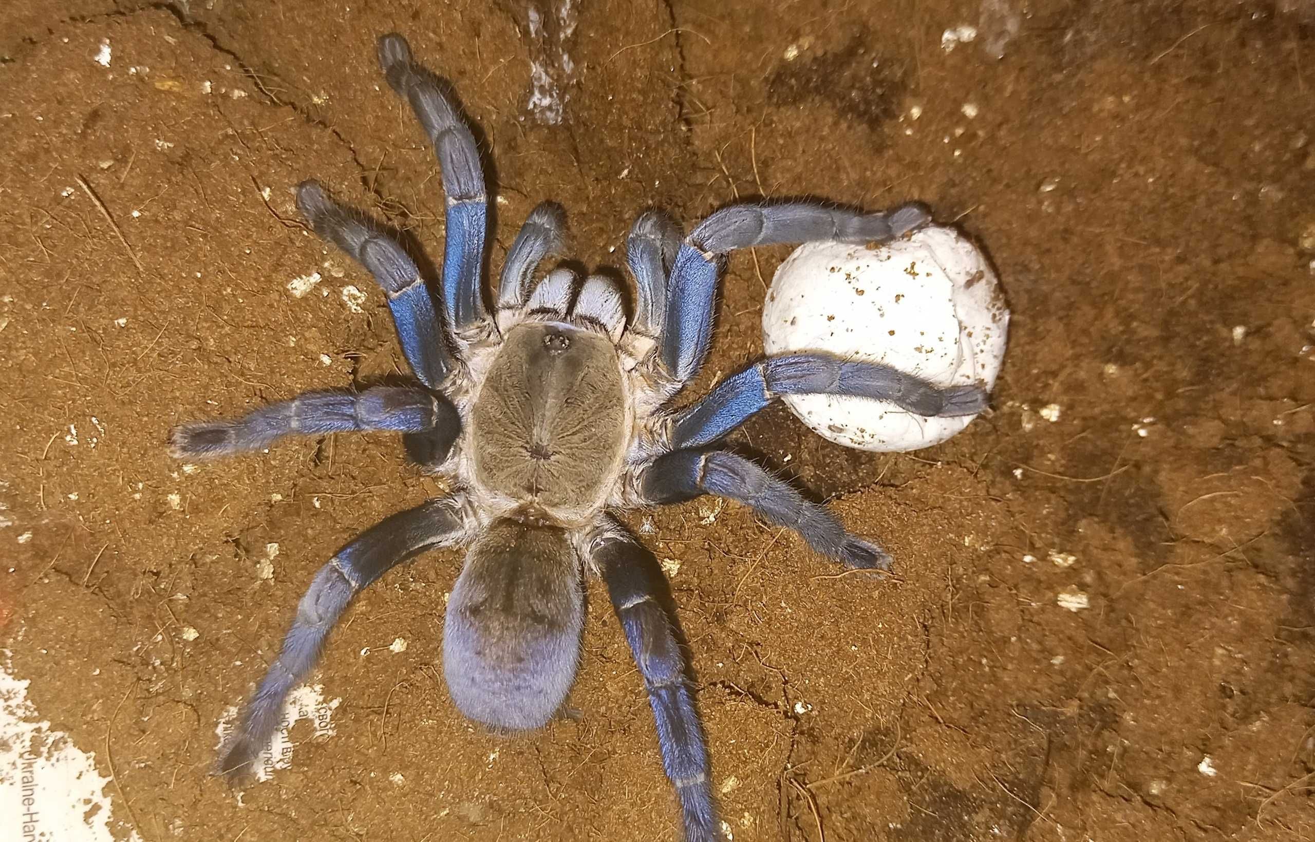 Паук Cyriopagopus lividus (ex Haplopelma lividum)