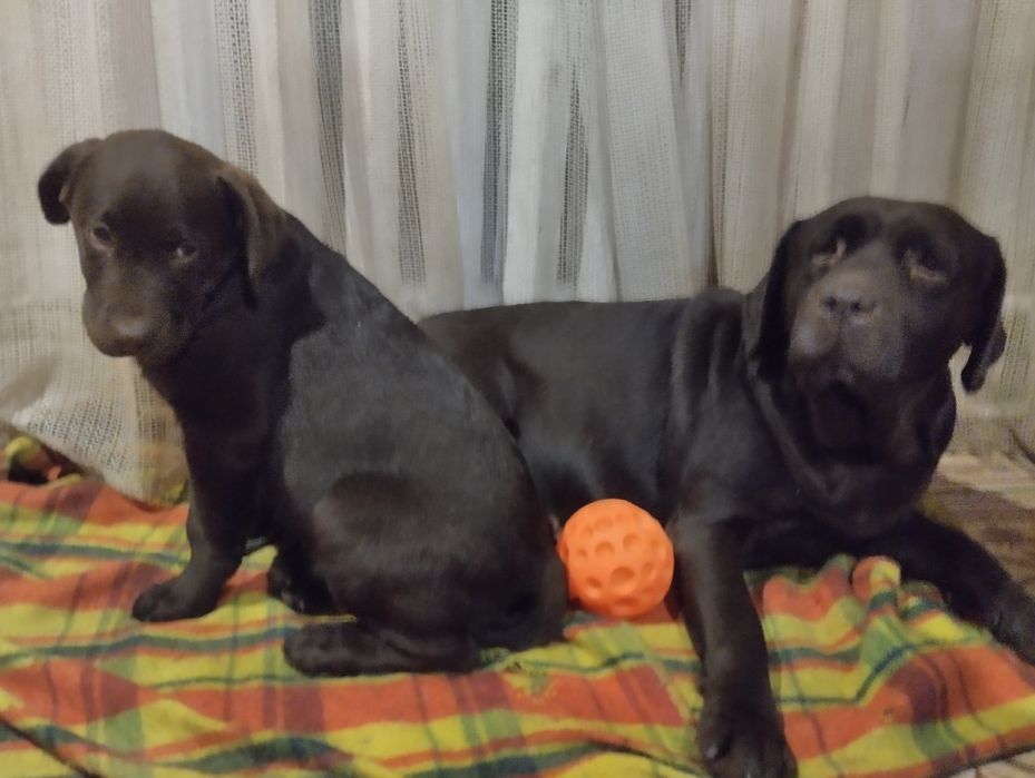 Лабрадори з документами розплідника є доставка до Німеччини