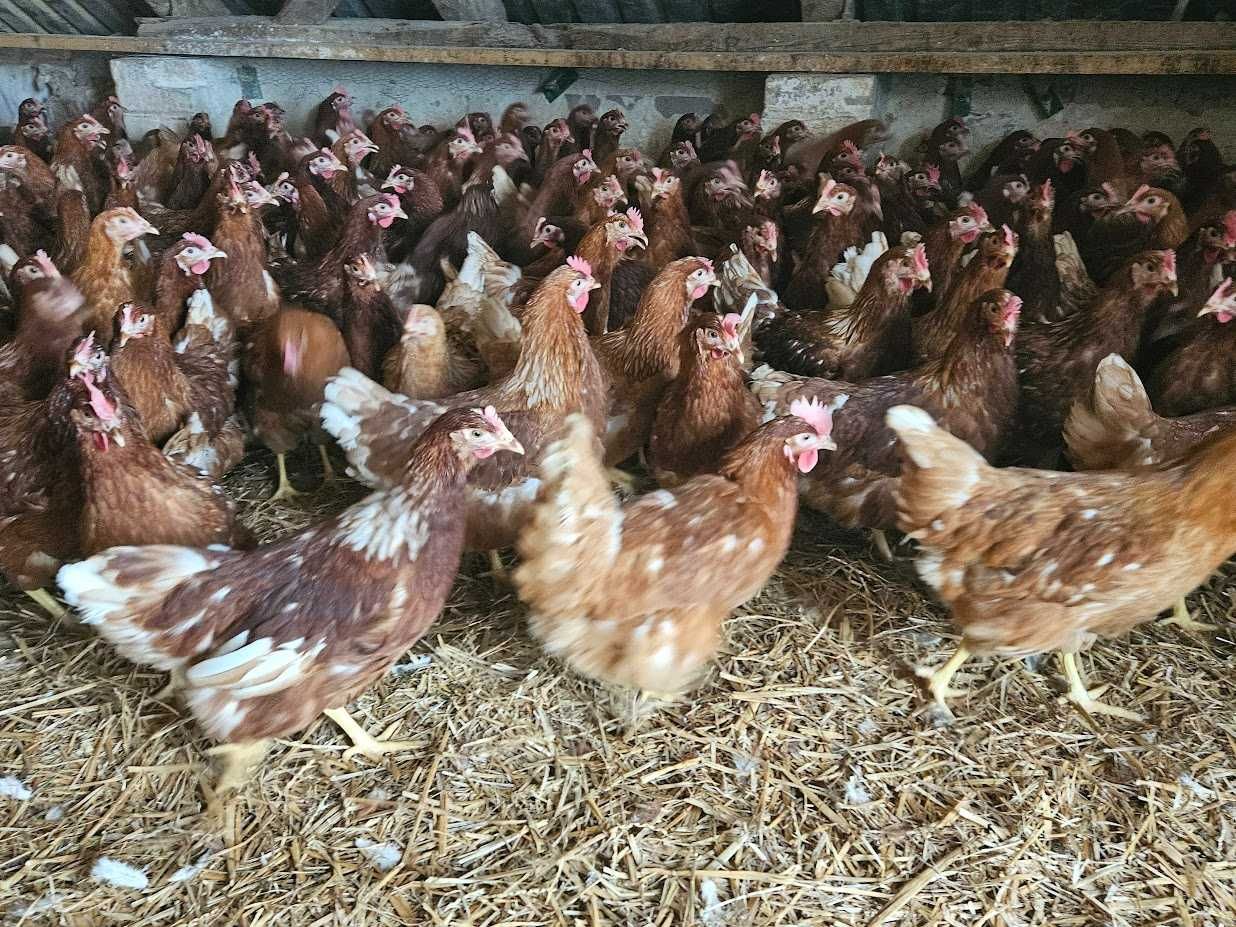 Kury kokoszki nioski Tetra brązowa odchowana dostawa na miejsce Gratis
