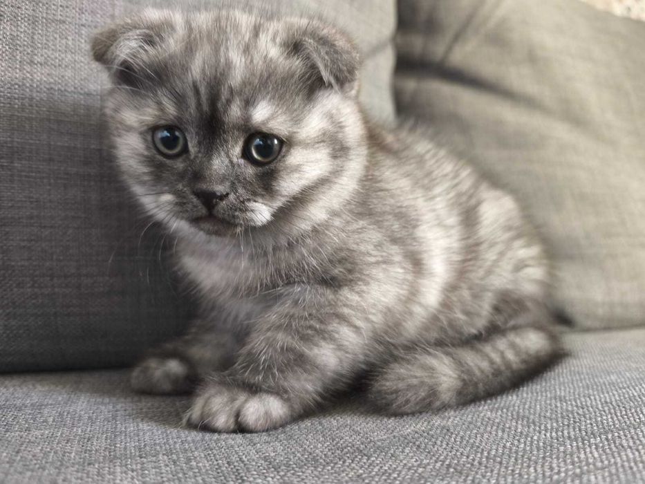 Gatinho Scottish Fold Puro