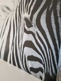 Obraz ikea zebra
