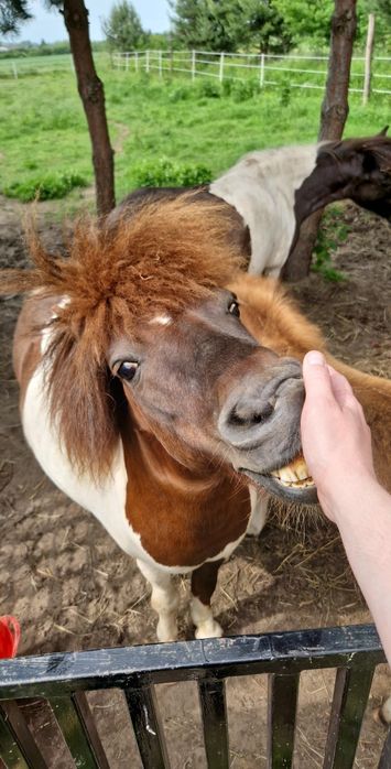 Kucyk Ogierek Wojtek