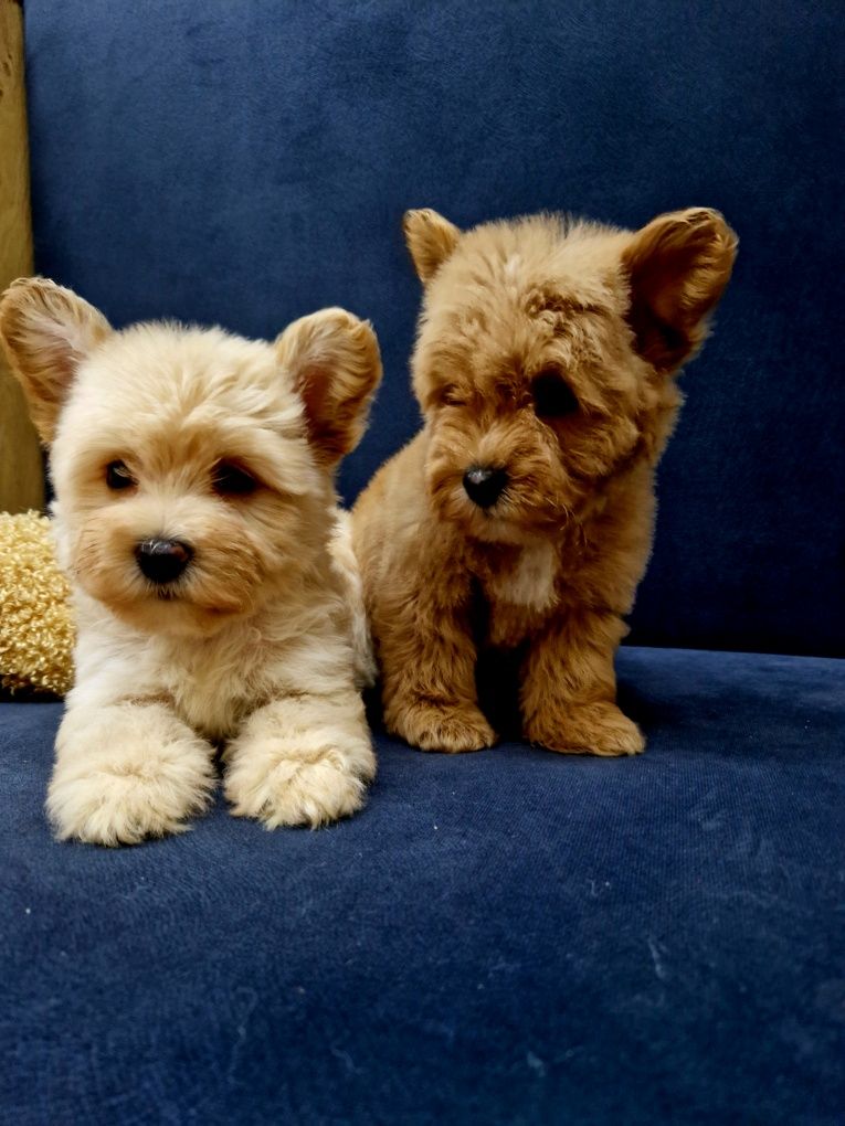Pudel toy west highland white terrier szczeniaczki  Westiepoo