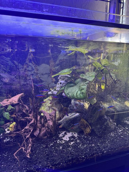 Vendo aquario a trabalhar