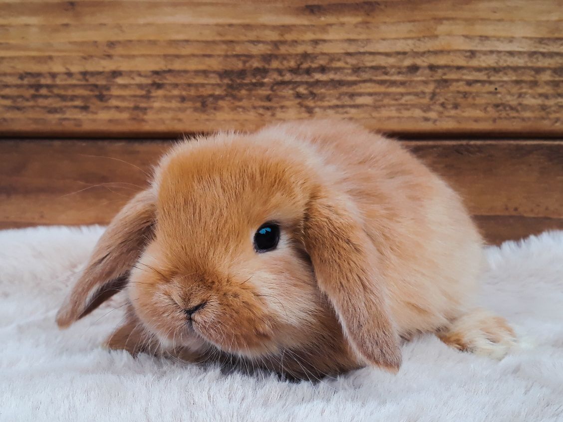 Królik karzełek baranek czerwony mini lop