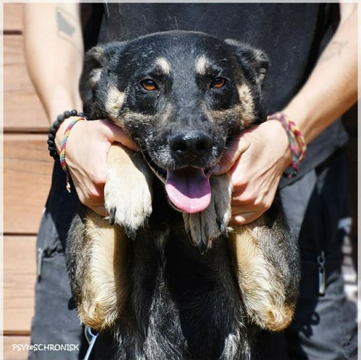 Dobrotliwy, spokojny psiak