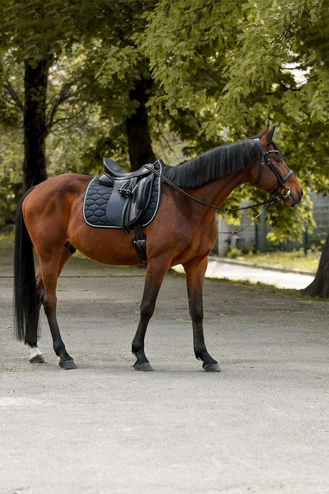 Аренда лошади для фотосессий Днепр