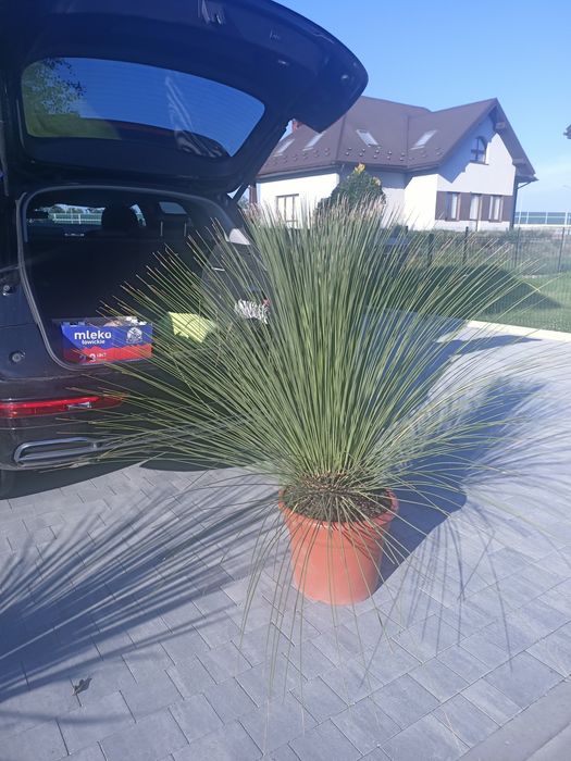 Wachlica długolistna trawa drzewiasta 140cm  plamiaste