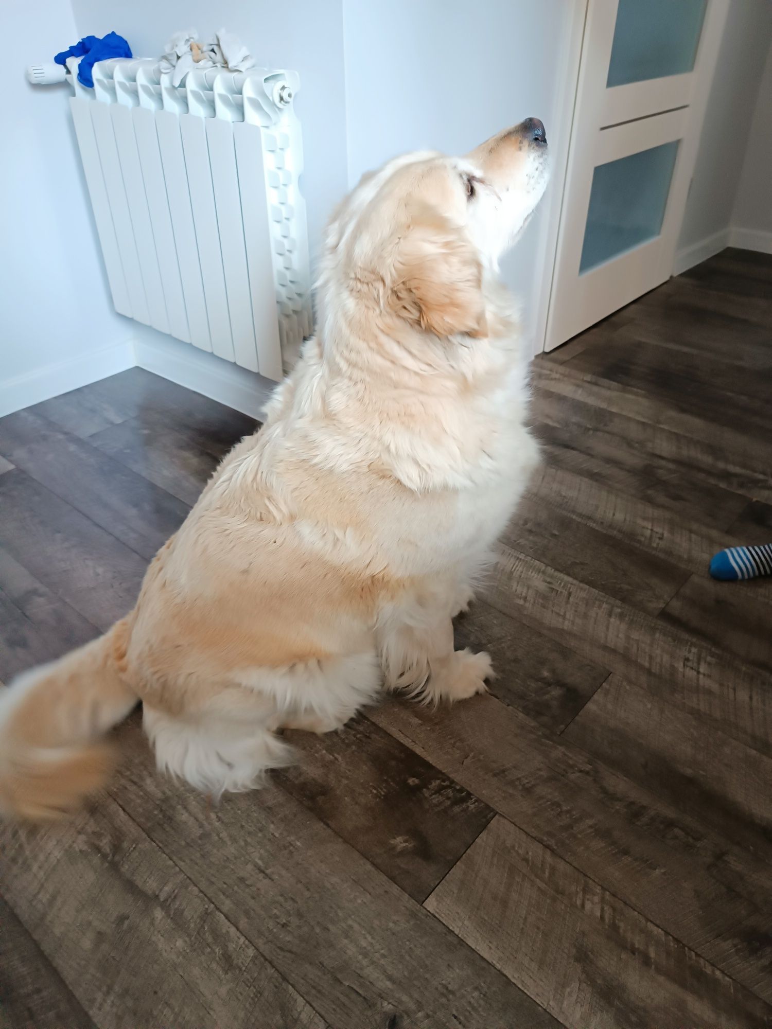 Oddam za darmo w dobre ręce