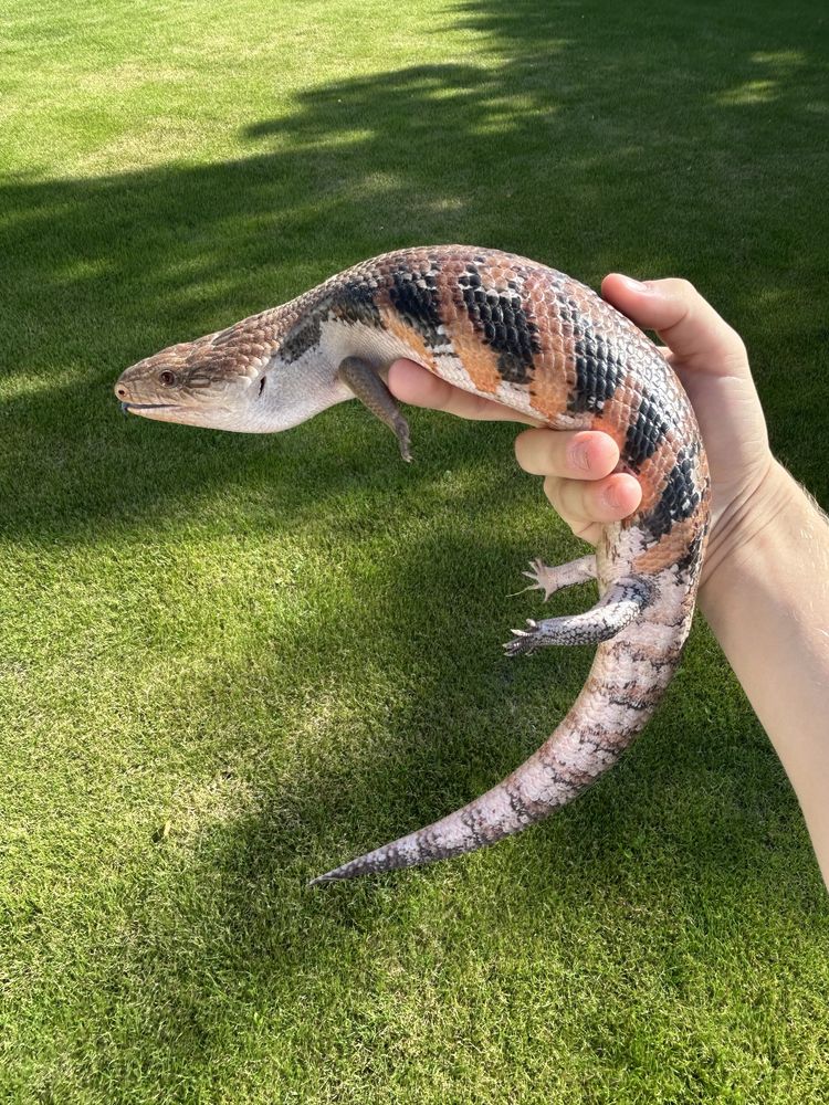 Tiliqua scincoides intermedia Samiec Tilikwa scynkowa