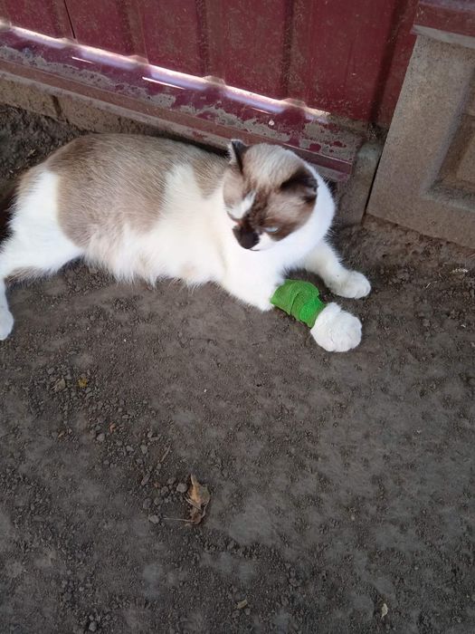 Британські котинята