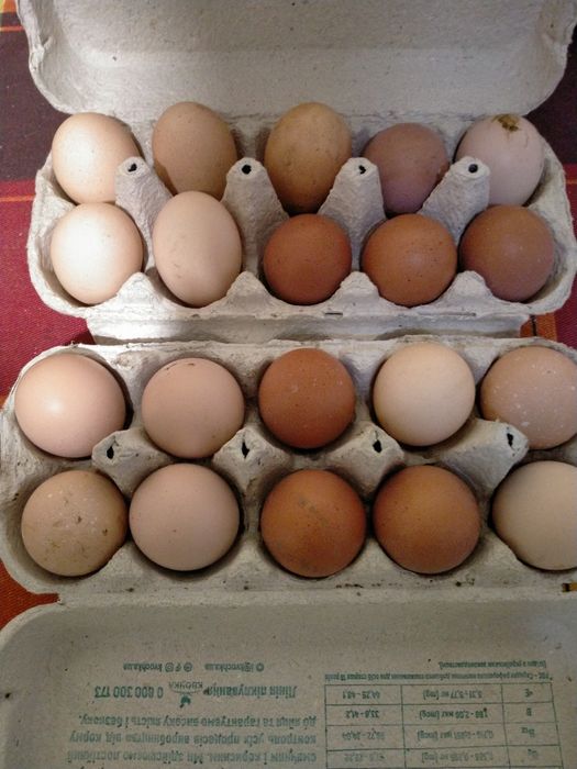 Продам яйцо домашние