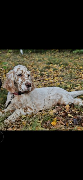 Seter angielski-samiec rezerwacja