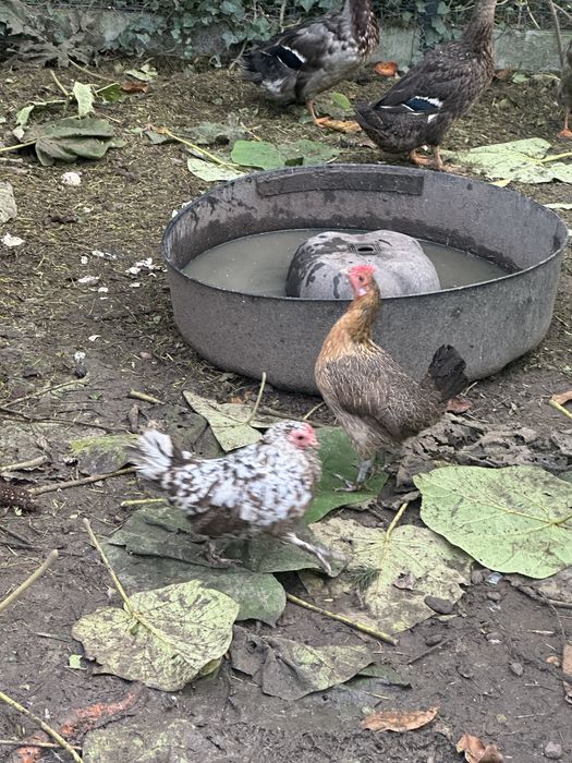 Liliputy Karzełek Polski tegoroczne kury