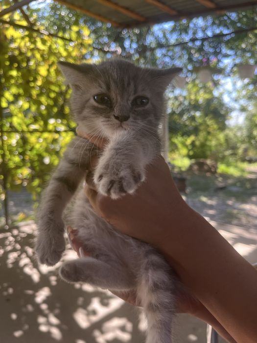 Продам породистых котят