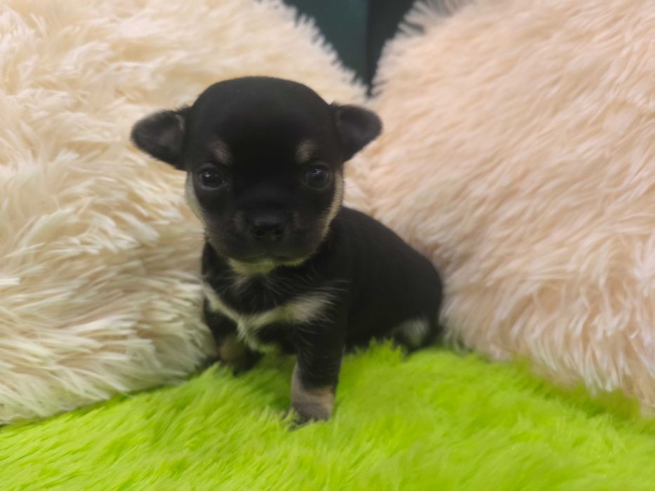 Chłopczyk chihuahua