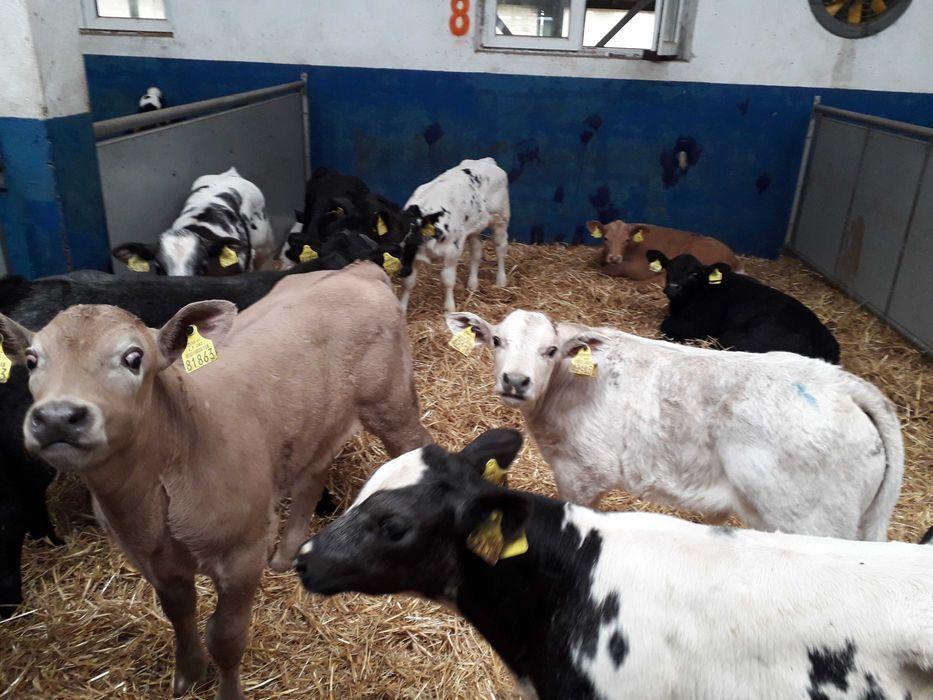 Cielaki Byczki, Jałówki Mięsne, mix ras Cielęta dowóz, raty