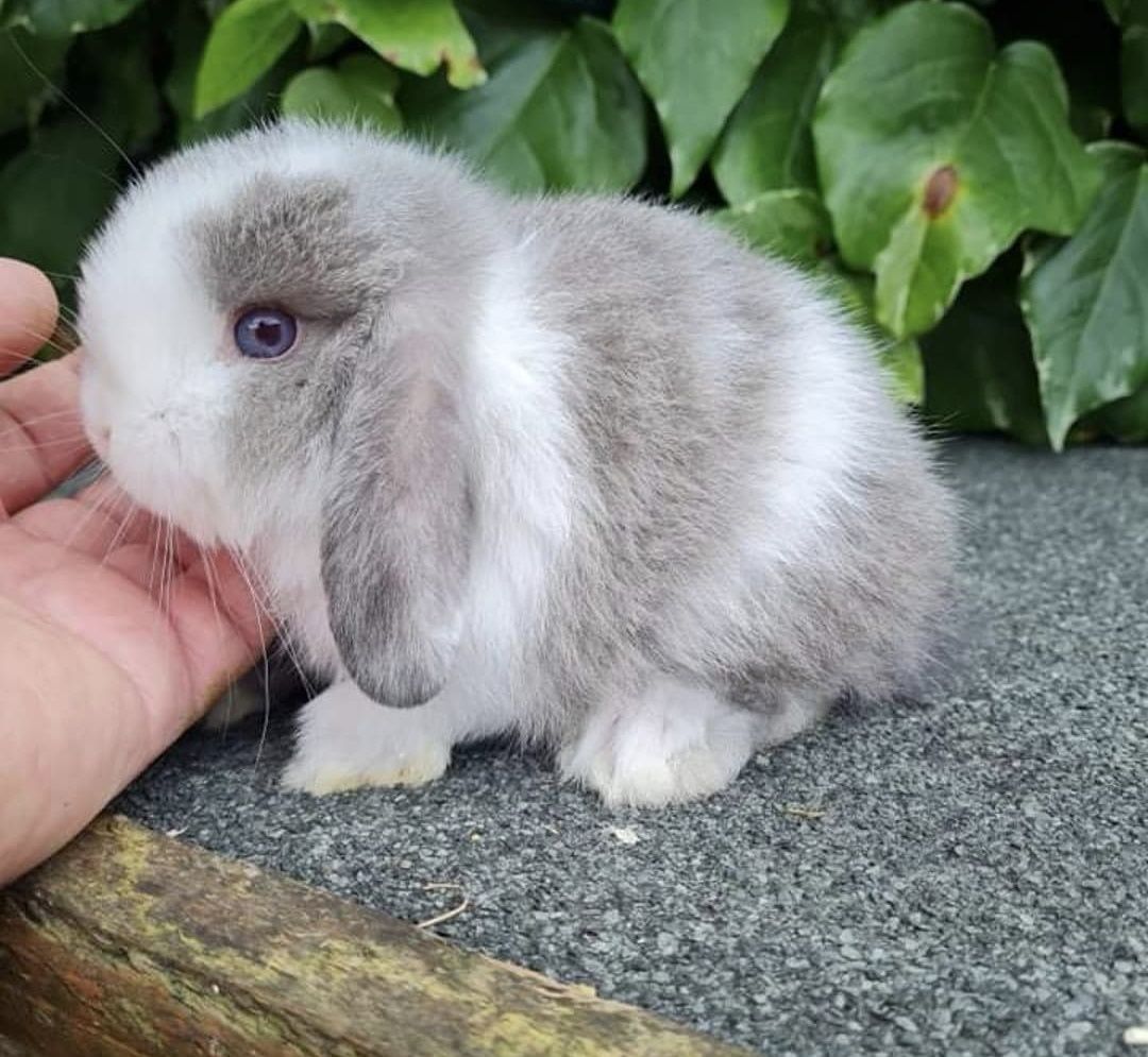 KIT Coelhos anões orelhudos, mini lop super inteligentes e dóceis