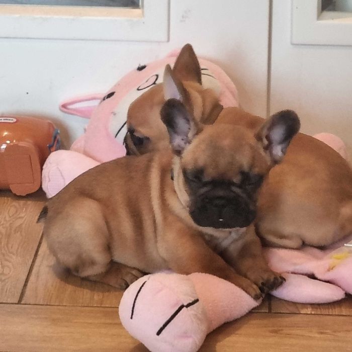 Buldog Francuski FCI  ZKwP , Maluch gotowy do zmiany domu