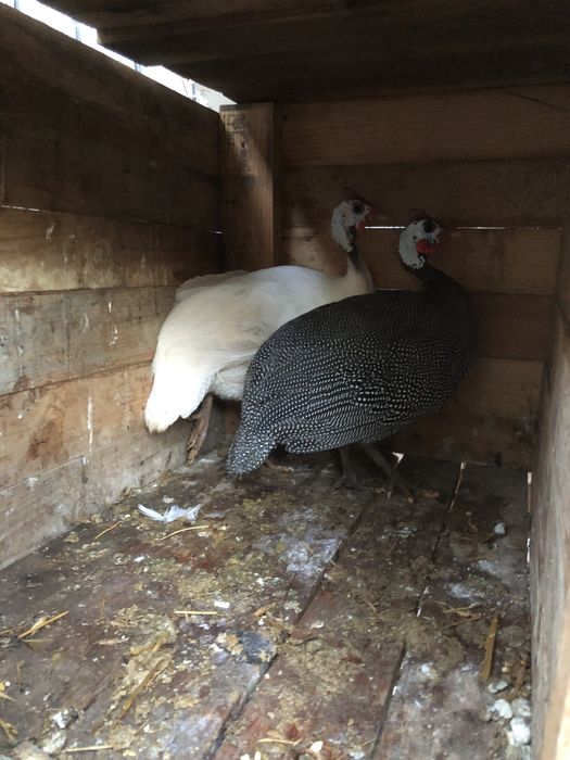 Casal de gansos adultos