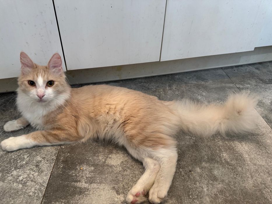 Angora Turecka, kot rasowy