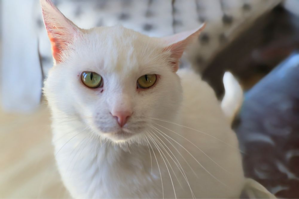 60 kotów do adopcji