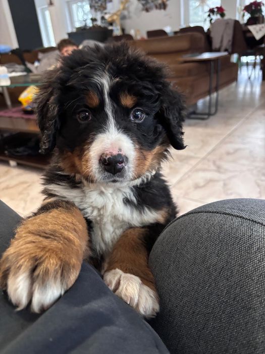 Sprzedam Berneńskiego Psa Pasterskiego