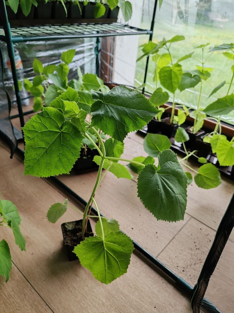 Paulownia oxygen.