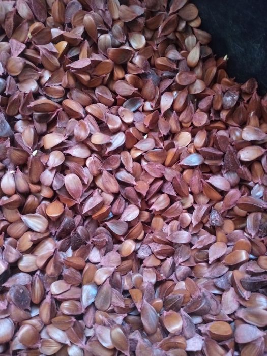 Nasiona buka(fagus sylvatica]
