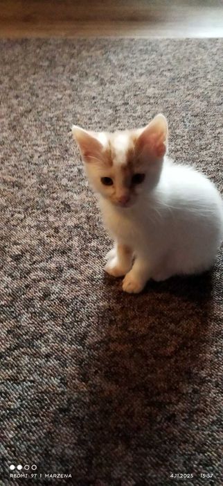 Oddam w dobre ręce kotki