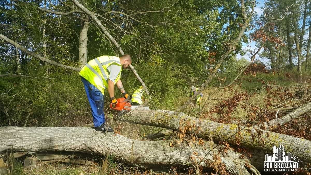 Tanio Wycinka drzew Usługi rębakiem Przygotowanie pod inwestycje