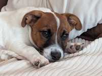 ZKwP FCI Gładkowłosy Jack Russell Terrier gotowy do zmiany domu