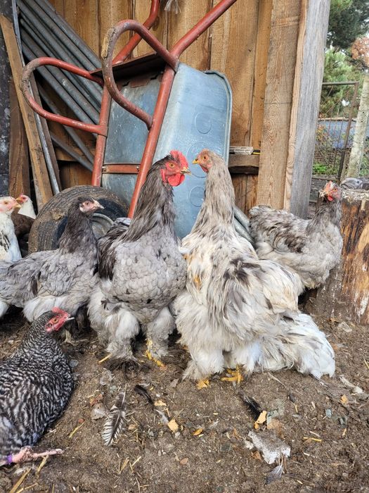 Koguty ras ozdobnych Wyandotte, Silka, Kochin Olbrzymi