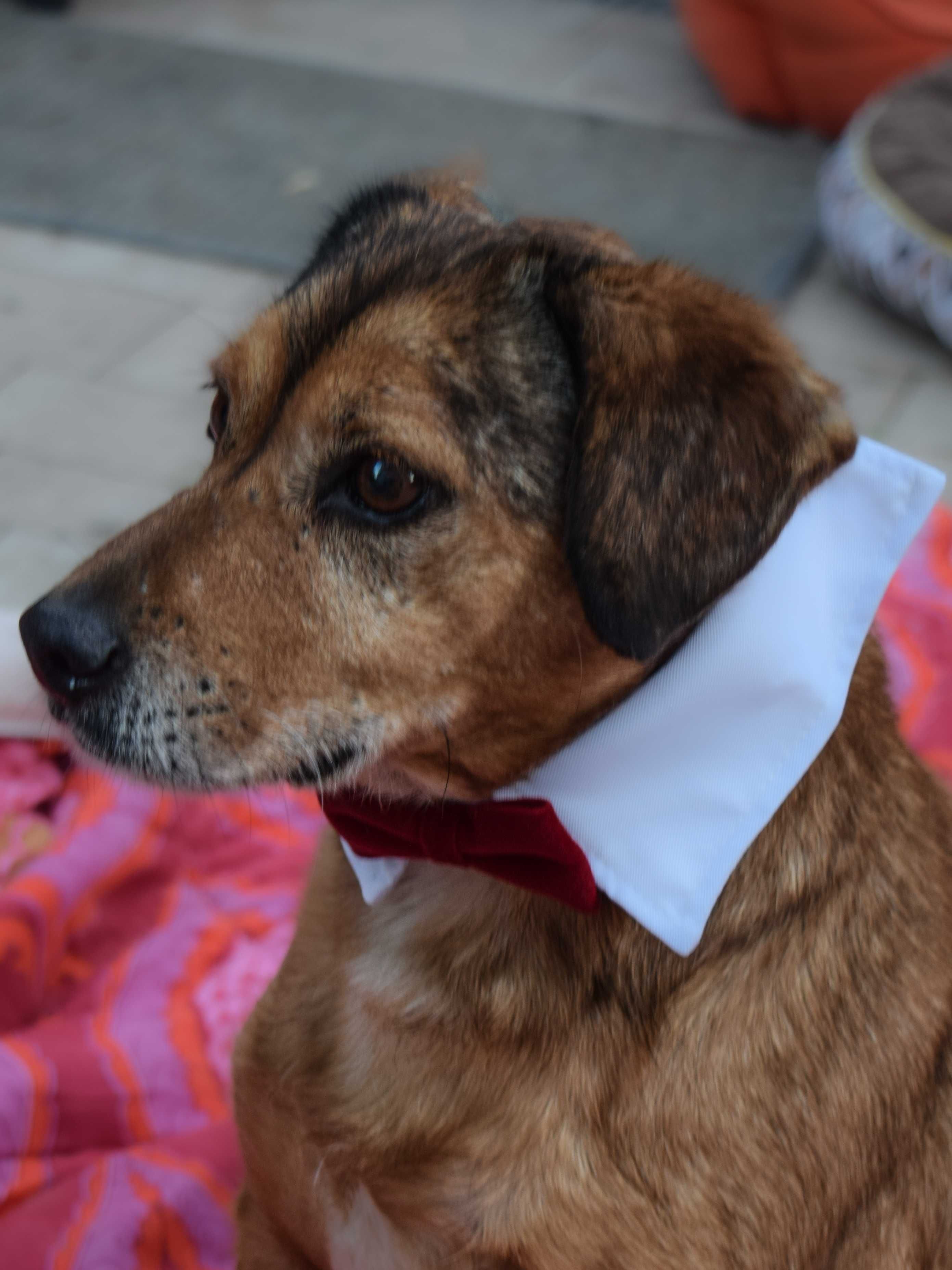 Adopcja kochający dom Rudy piesio