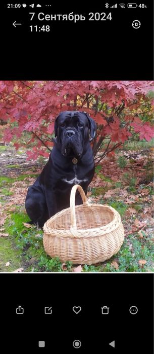 Кане-корсо, вʼязка