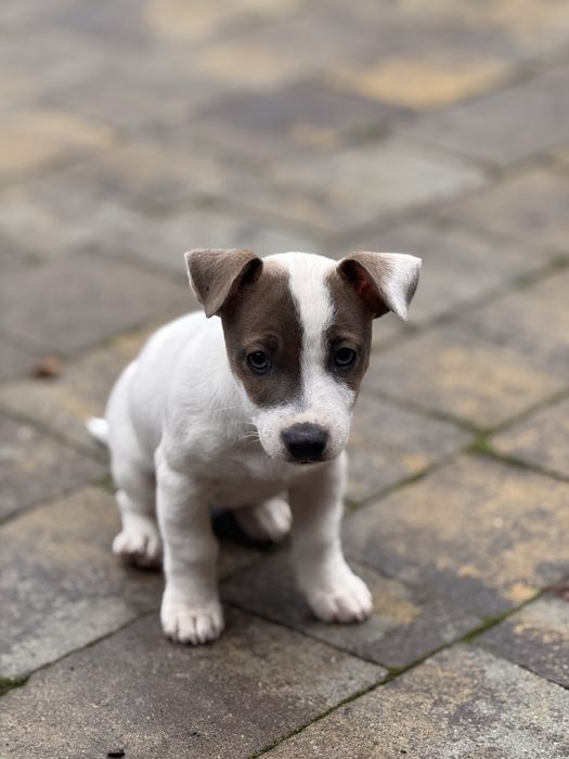 Джек Рассел дівчинка,чистокровноі породи