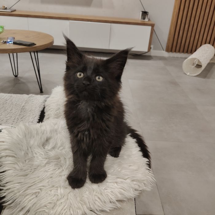 Maine coon koteczka Kami