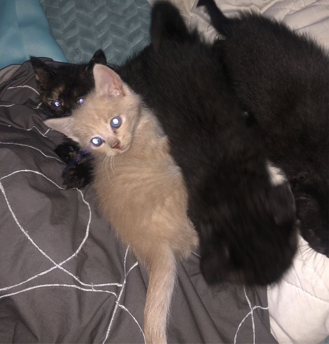 Безкоштовно віддаю чотирьох чарівних котиків із Гоґвортсу!